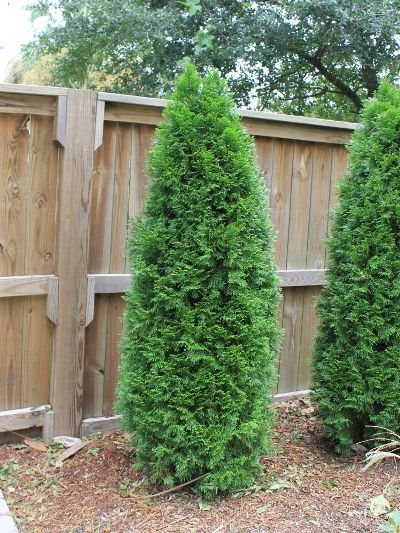 Emerald Arborvitae